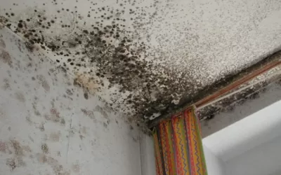 Дезинфекция от плесени на потолке
