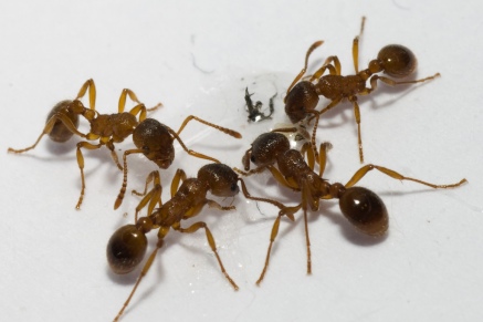 Уничтожение муравьев   в Хотьково 